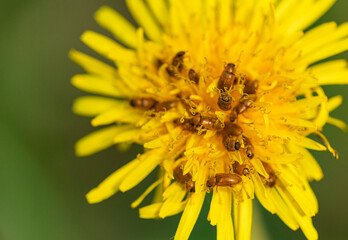 dandelion with beetles in the middle. close up. copy space. mockup