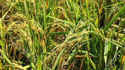 Ripe rice in the agricultural field	
