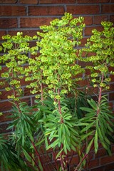 bl&uuml;hende Wolfsmilch, Strauch