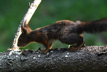 Nahaufnahme eines Eichhörnchen beim Fressen