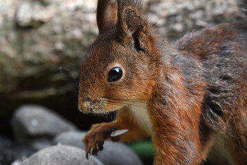 Nahaufnahme eines Eichhörnchen beim Fressen