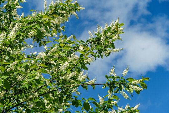 Prunus padus 'Siberian beauty' blossom on blue sky background. White flowers of blooming bird cherry or Mayday tree. Selective focus. There is place for text. Nature concept for design