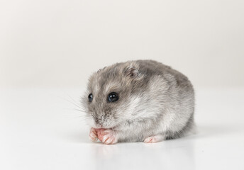 gray hamster on a white background holds food in its paws close up. copy space. mockup