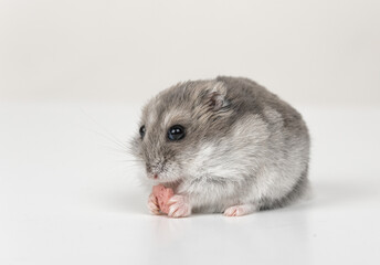 cute hamster on a white background holding food in its paws close up. copy space. mockup