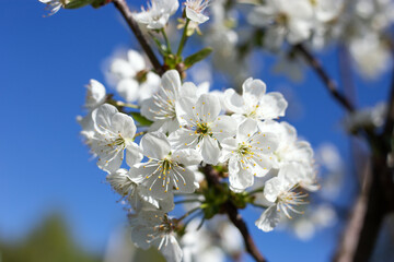 kwiat natura flowers ogród sad sadownictwo piękno natury kwitnący sad kwitnienie kwitnące kwiaty wiśni Cherry blossoms kwitnąca wiśnia 桜 樱花