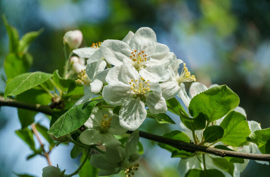 Beautiful branch of blossoming apple tree against blurred green background. Close-up of white with pink apple flowers. Selective focus.