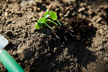 Top view of young green sprouts with soiled roots on the digged ground before planting it in the flowerbed hole in black soil. Cultivation of organic vegetables in greenhouse and open field