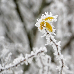 flower in snow