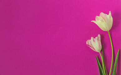 white tulips on pink wallpaper frame