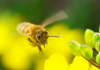 ミツバチの飛翔と菜の花