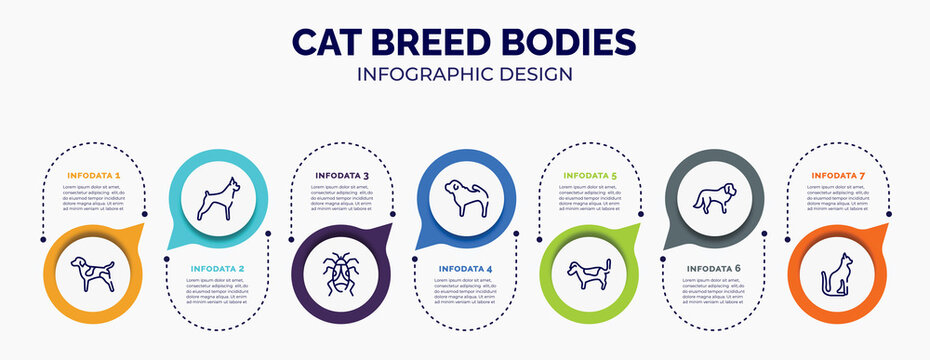 infographic for cat breed bodies concept. vector infographic template with icons and 7 option or steps. included german shorthaired pointer, boxer, null, shar pei, jack russell terrier, st bernard,