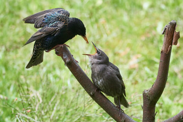 	
Junger Star wartet auf die Fütterung	
