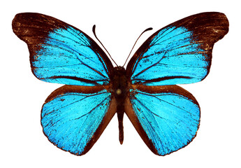 Big iridescent blue african butterflies Epitola posthumus isolated on white. Collection...