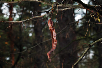 Robinia seeds false acacia