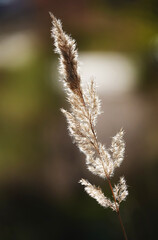 Common reed herbaceous plant