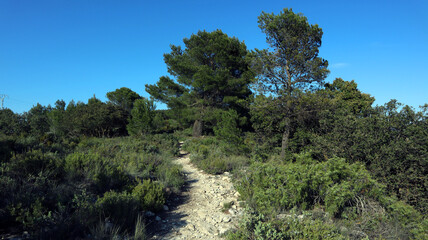 Fototapeta na wymiar Path with stones in the forest in the mountains of Spain. Province of Alicante, Carasqueta pass. Pines and thorny bushes. Spring