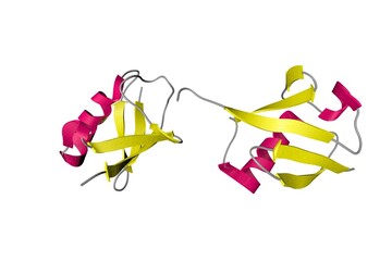 Structure of new crystal form of tetraubiquitin. Ribbons diagram in secondary structure coloring based on protein data bank entry 1f9j. 3d illustration