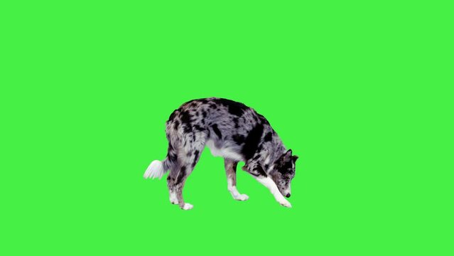 Border Collie running and searching for food pieces on a Green Screen, Chroma Key.