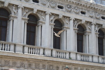 Seagull flying in front of the cathedral 