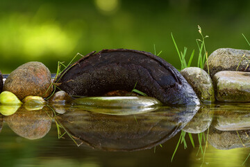 Still life by the water with stones, grass and old root. Reflection on the water. 