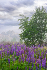 purple lupine field blooming in the fog. beautiful summer nature scenery in the morning. high tatra mountain ridge in the distance. cloudy sky