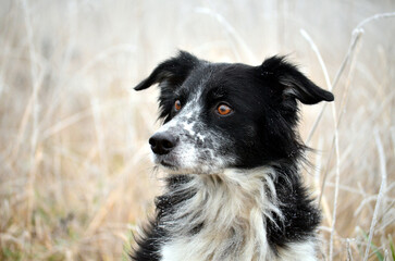 Bordercollie Figi