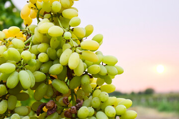 Fresh grapes in the garden with sunlight