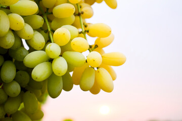 Fresh grapes in the garden with sunlight