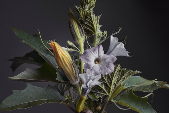 datura flower and foliage on a dark background, studio shot.