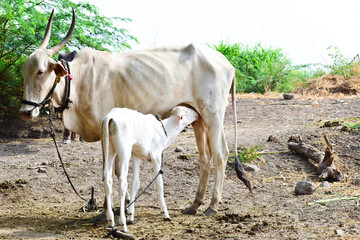Mother cow feeding her calf with milk.