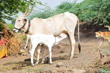Obraz na płótnie Canvas Mother cow feeding her calf with milk.