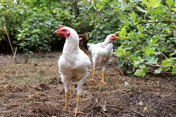 White chickens on free range poultry farm. Young hens in summer on background of currant bushes