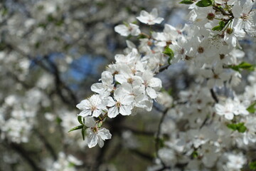 Oblique branch of blossoming plum tree in April