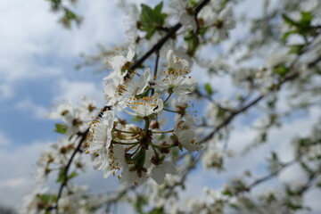 Short stems with white flowers of plum in April