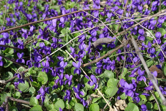 Lots of purple flowers of dog violets in March