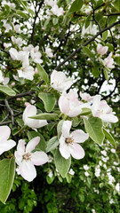 Blooming quince tree
