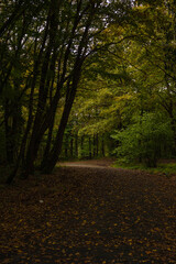 Moody autumn view in the forest. Fall season background photo