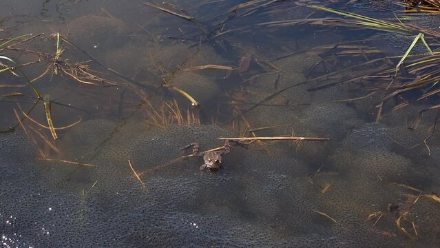 Common frog spawns in the pond. Swamp with frogs and caviar in spring,