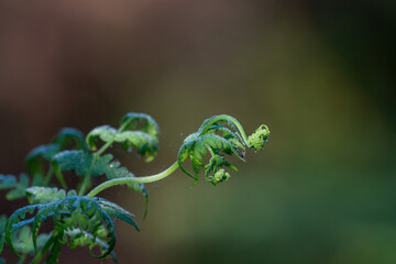 New fern leaf covered with morning dew and spider webs.