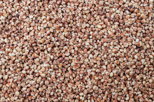 Sorghum top view background. Grain background.
