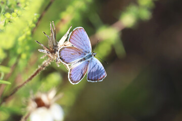 Butterfly on a grass closeup. Common blue butterfly on summer meadow, beauty of nature