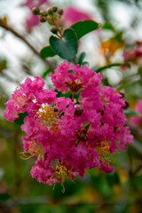 Beautiful pink lagerstroemia indica ornamental plant flower