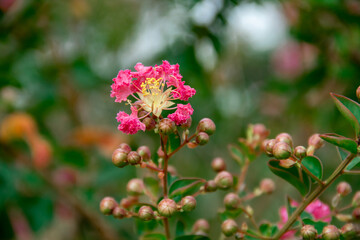 Beautiful pink lagerstroemia indica ornamental plant flower