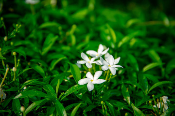 White jasmine flower on green leaf background