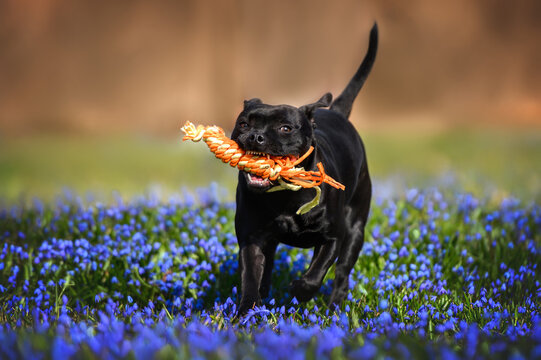 black staffordshire bull terrier dog playing with a rope toy outdoors in the park
