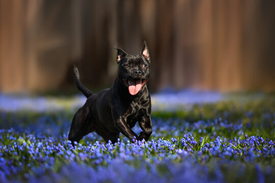 funny  dog running on the field with blooming flowers