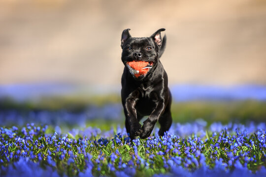 happy dog running with a toy in the park with blooming siberian squill flowers