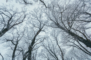 trees in the snow