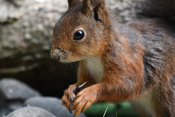 Naklejka na ściany i meble Nahaufnahme eines Eichhörnchen beim Fressen