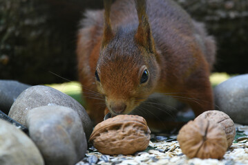 Nahaufnahme eines Eichhörnchen beim Fressen